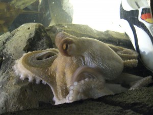 Paul the psychic Octopus Wikimedia