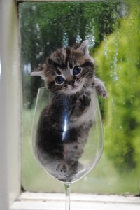 A small cat in a rather large wine glass