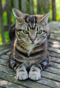 Tabby at a year old