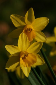  Early Spring Narcissus Daffodil, a symbol of happiness