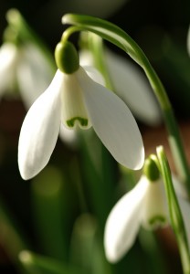 Winter Snowdrop