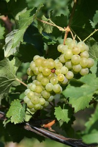 Bacchus grape via Wiki