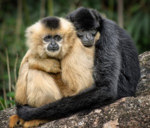 Monkey hugs - National Hug Day