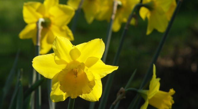 International Day of Happiness Daffodil