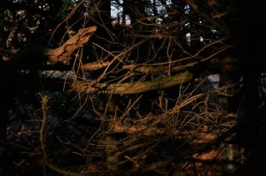 Light falling on darkened tree branches