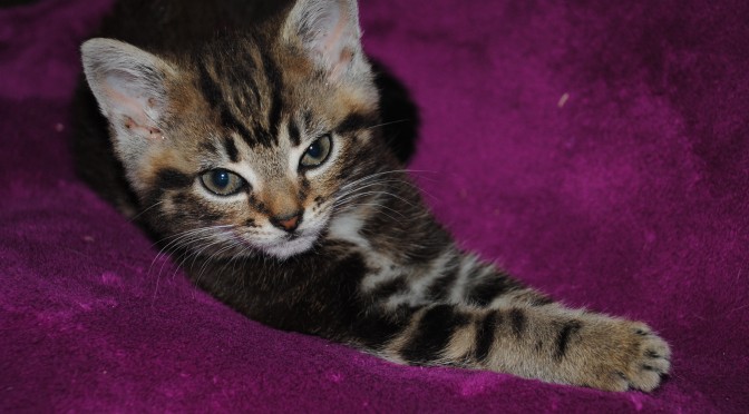 Tabby as a young kitten