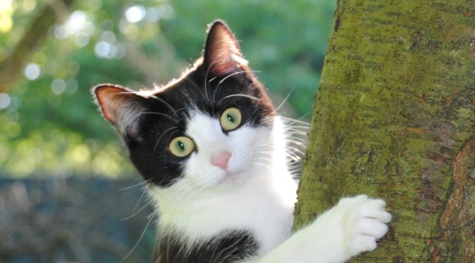 RNIB Guide Cats Eyes for the Blind April Fools
